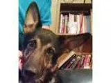 German Shepherd Dog DOG FOR ADOPTION RGADN-322746 - Micah - Germ