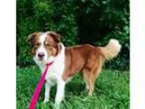 Border-Aussie DOG FOR ADOPTION RGADN-250780 - Cowboy - Border Co