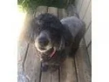 Poodle (Miniature) DOG FOR ADOPTION RGADN-243436 - Scarlett with