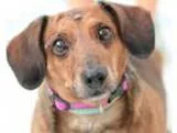 Adopt Sampson a RedGoldenOrangeCh estnut Dachshund  Mixed dog in