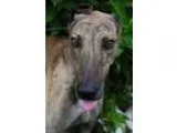 Greyhound DOG FOR ADOPTION RGADN-353948 - Fireball - Greyhound (