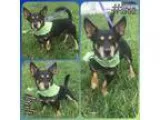 Doxie-Pin DOG FOR ADOPTION RGADN-351922 - Bolt- hw  - Miniature 