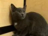 Adopt Gia  Canton PetSmart habitat on Michigan Ave a Domestic Sh