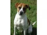 Unknown-Boxer Mix DOG FOR ADOPTION RGADN-250779 - Opie- hw  - Ho