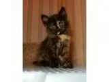 Adopt Ireland a Tortoiseshell