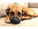 Boxer DOG FOR ADOPTION RGADN-350552 - Nayla - Boxer  Labrador Re