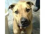 Unknown-Black Mouth Cur Mix DOG FOR ADOPTION RGADN-68041 - Mars 