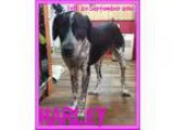 Unknown-German Shorthaired Pointer Mix DOG FOR ADOPTION RGADN-35