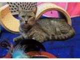 Adopt Sweet Pea FREE TO GOOD HOME a Gray Blue or Silver Tabby Do