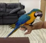 cgnjfg HAND-REARED BLUEGOLD MACAW HAND-TAME FOR SALE