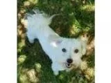 Unknown-Shih Tzu Mix DOG FOR ADOPTION RGADN-239022 - Edward - Po