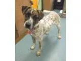 Unknown-Boxer Mix DOG FOR ADOPTION RGADN-333917 - Harlow - Boxer