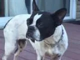 Adopt Molly a Black - with White Boston Terrier  Mixed dog in Ar