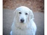 Great Pyrenees DOG FOR ADOPTION RGADN-40424 - Bubba Pyr - Great 