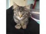 Adopt Spitfire and Mimi a Domestic Short Hair - gray and white T