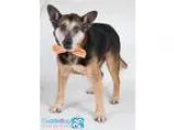 Adopt Behr a BrownChocolate - with Black German Shepherd Dog  Co