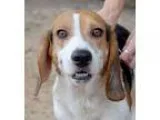 Bagle Hound DOG FOR ADOPTION RGADN-298655 - Linx - Beagle  Basse