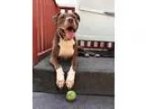 American Pit Bull Terrier DOG FOR ADOPTION RGADN-62103 - Linus -
