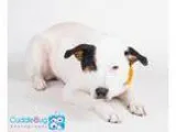 Unknown-Australian Shepherd Mix DOG FOR ADOPTION RGADN-360551 - 