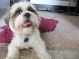 Shih Tzu DOG FOR ADOPTION RGADN-353611 - Hamlet - Shih Tzu Dog F