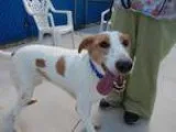 LOST DOG--DADDY--AUST. SHEPHERD/RETRIEVER MIX  BLACK /TAN