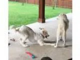 Unknown-Great Pyrenees Mix DOG FOR ADOPTION RGADN-315252 - Mary 