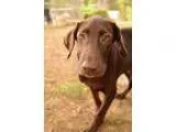 Adopt Jax a BrownChocolate Labrador Retriever  Mixed dog in Medi
