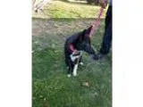 Karelian Bear Dog DOG FOR ADOPTION RGADN-349068 - Leighla - Kare