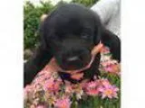 Adopt Clara s Puppy - Lily a Black Labrador Retriever