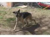 German Shepherd Dog DOG FOR ADOPTION RGADN-32453 - PHEONIX - Ger
