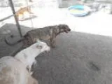 Greyhound DOG FOR ADOPTION RGADN-296594 - Nitro - Greyhound  Ger