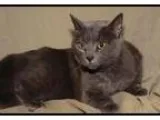 Adopt Church a Domestic Short Hair