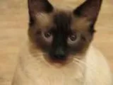 Adopt Blu a Balinese Siamese