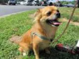 Adopt Puppy a Pekingese