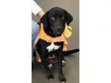 Adopt Lady a Labrador Retriever  Mixed dog in Keyport NJ (168835