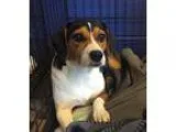 Beagle DOG FOR ADOPTION RGADN-274896 - Nadia - Beagle (long coat