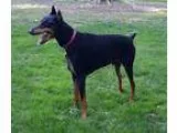Doberman Pinscher DOG FOR ADOPTION RGADN-327505 - Brodie - Dober