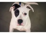 American Pit Bull Terrier DOG FOR ADOPTION RGADN-333295 - Petey 