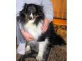 Adopt Brewster a Tricolor (TanBrown and Black and White) Sheltie