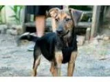 Adopt ShepherdHound Puppy a Shepherd