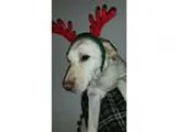 Labrador Retriever DOG FOR ADOPTION RGADN-43740 - Bobbi - Labrad