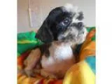 Shih Tzu DOG FOR ADOPTION RGADN-351065 - Cherkers - Shih Tzu (me