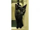 Adopt Isabella a All Black Domestic Shorthair (short coat) cat i
