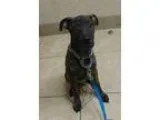 Mountain Cur DOG FOR ADOPTION RGADN-338741 - Mackinac-ADOPTED - 