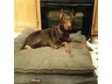 Doberman Pinscher DOG FOR ADOPTION RGADN-327496 - Pippa - Doberm