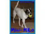 Adopt MILO a Tricolor (TanBrown and Black and White) Cattle Dog 