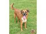 Unknown-German Shepherd Dog Mix DOG FOR ADOPTION RGADN-332871 - 