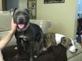 Adopt Poppy a GrayBlueSilverSal t and Pepper American Pit Bull T
