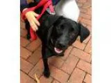 Adopt Mollie a Labrador Retriever  Mixed dog in Washington DC (1