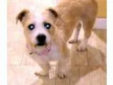 Adopt Canela a White - with Tan Yellow or Fawn Dachshund  Terrie